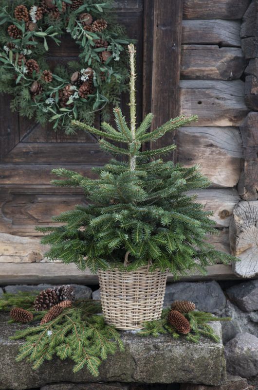 Juletre i potte egner fint ute som inne Juletre i potte egner fint ute som inne